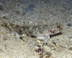 Favonigobius lateralis