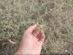 Suaeda vermiculata