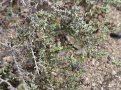 Suaeda vermiculata