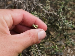 Heliotropium kotschyi