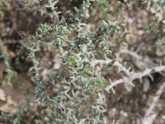 Heliotropium kotschyi