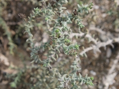 Heliotropium kotschyi