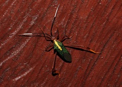 Lucullia flavovittata