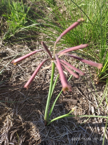 Cyrtanthus stenanthus