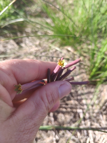 Cyrtanthus stenanthus