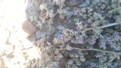 Aizoon portulacaceum