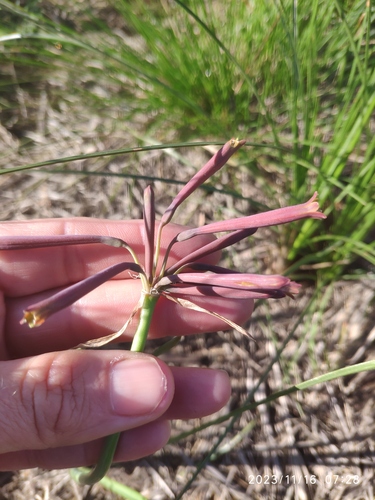 Cyrtanthus stenanthus