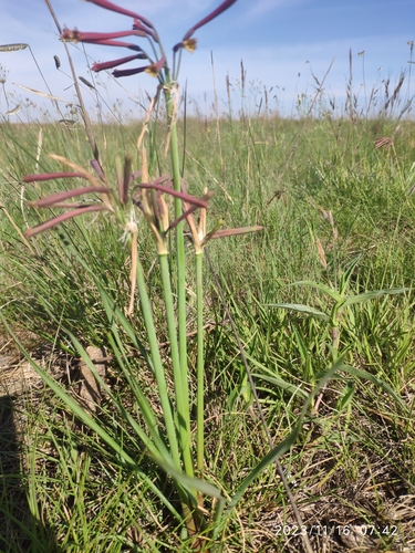Cyrtanthus stenanthus
