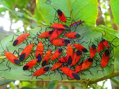Leptocoris abdominalis
