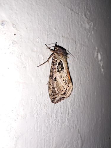 Dot-underwing Moth
