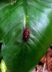 Phymatostetha stellata