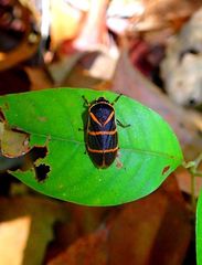 Phymatostetha circumducta