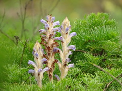 Orobanche coerulescens