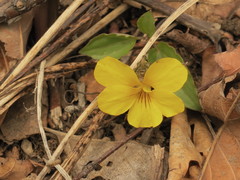 Viola xanthopetala