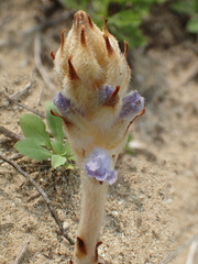 Orobanche coerulescens