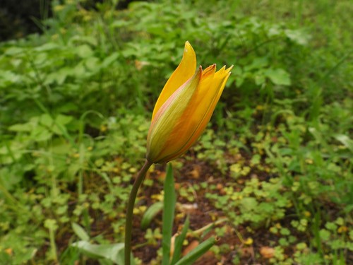 Tulipa sylvestris australis photographed in Malta