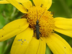 Oedemera crassipes