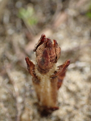 Orobanche coerulescens