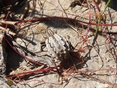 Brachycerus albidentatus