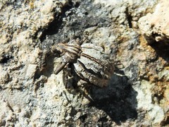 Brachycerus albidentatus