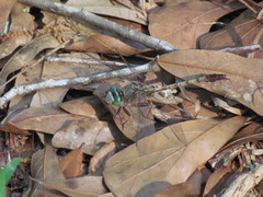 Arigomphus pallidus