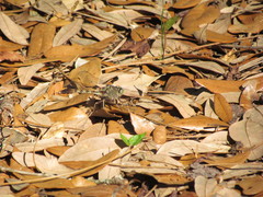 Arigomphus pallidus