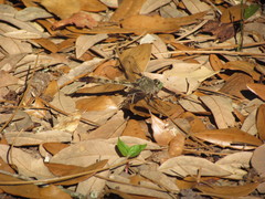 Arigomphus pallidus