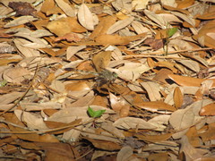 Arigomphus pallidus