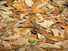 Arigomphus pallidus