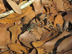 Arigomphus pallidus
