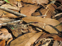 Arigomphus pallidus
