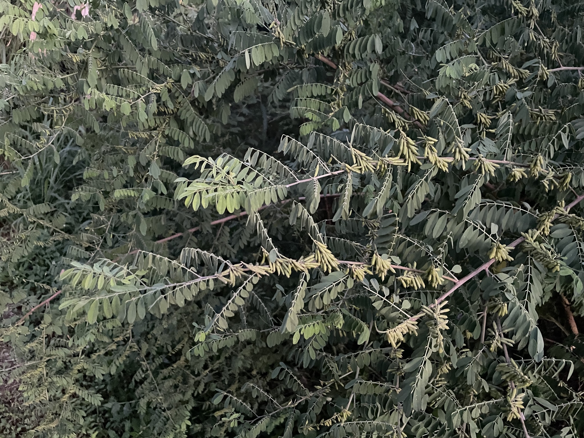 Indigofera micheliana