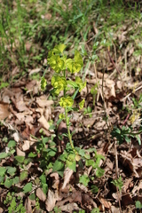 Euphorbia amygdaloides