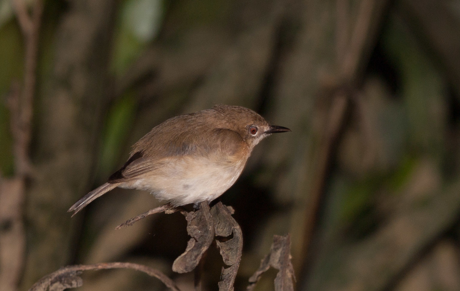 Large-billed Gerygone illustration