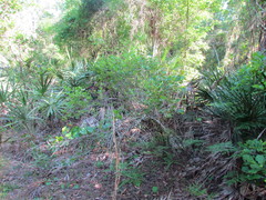 Vaccinium fuscatum image