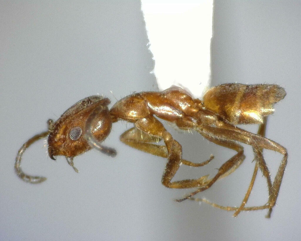 Forelius mccooki from Kimble County, TX, USA on April 18, 2023 at 1107