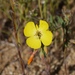 Camissonia campestris campestris - Photo (c) Don Davis, some rights reserved (CC BY-NC-ND)