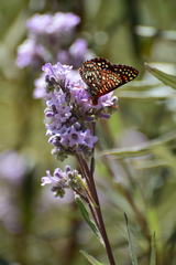 Euphydryas chalcedona hennei