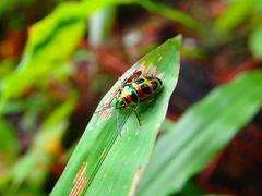 Lampromicra jactator