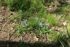 Hyacinthoides italica