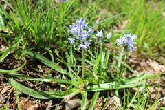 Hyacinthoides italica