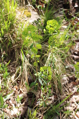 Euphorbia amygdaloides