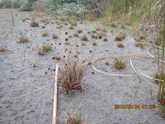 Juncus caespiticius