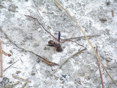 Euodynerus apopkensis