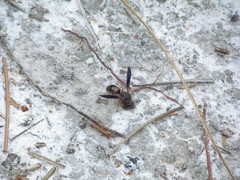 Euodynerus apopkensis