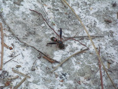 Euodynerus apopkensis