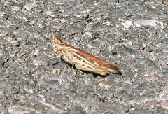 Chorthippus maritimus maritimus