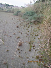 Juncus caespiticius