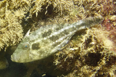 Spinytail Leatherjacket photo 4