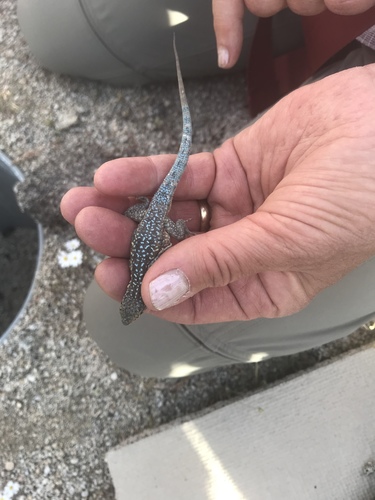 iNaturalist observation photo of Western Side-blotched Lizard